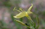 Common evening-primrose